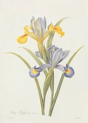 Iris